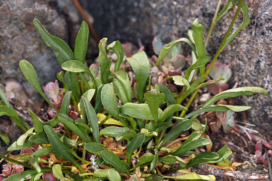 Image of Siskiyou fleabane