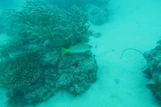 Image of Brownstripe snapper