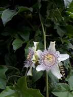 Passiflora adenopoda resmi