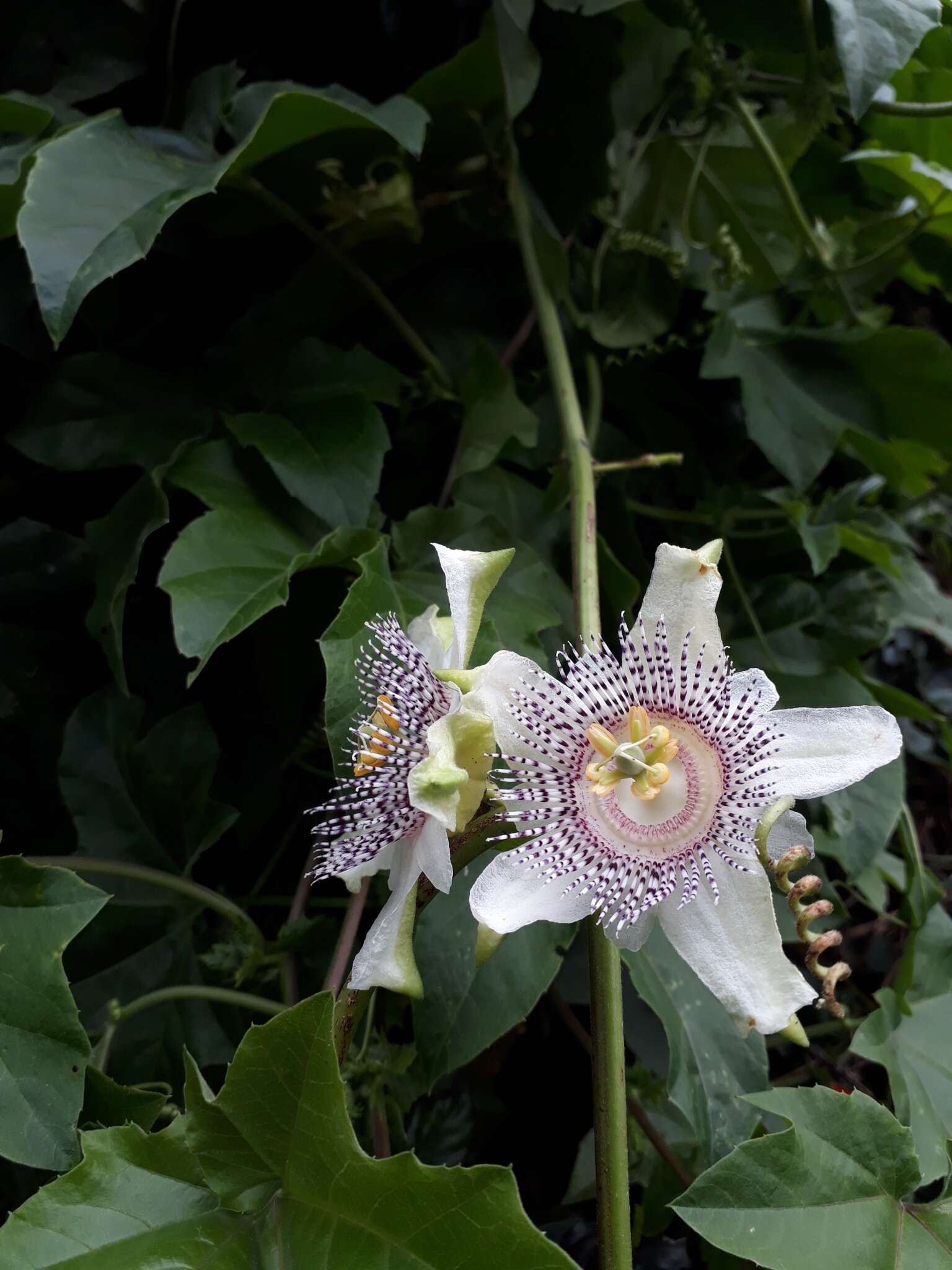 Passiflora adenopoda resmi