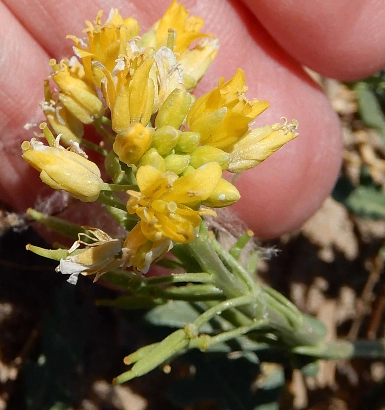 Plancia ëd Rorippa sinuata (Nutt.) Hitchc.