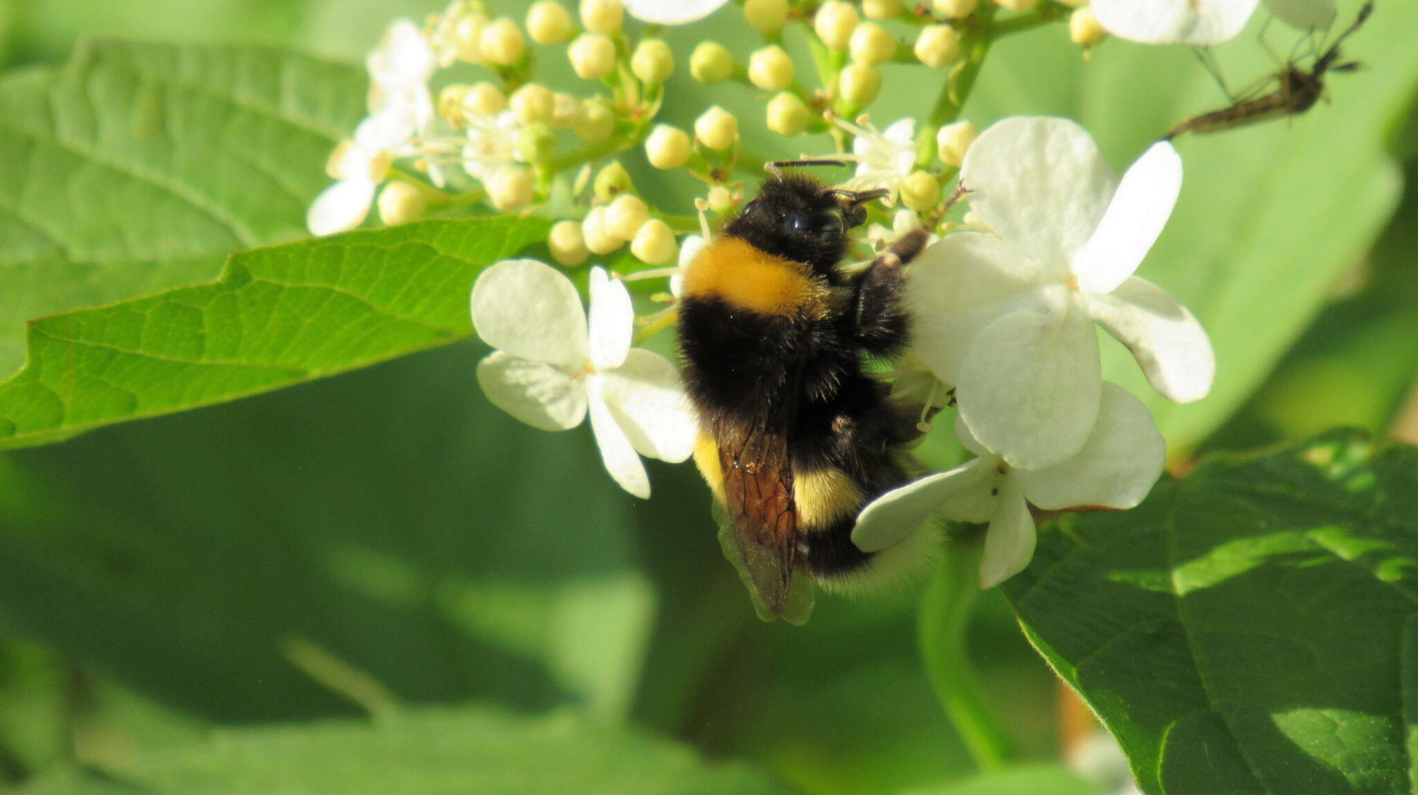 Image of White-tailed bumblebee