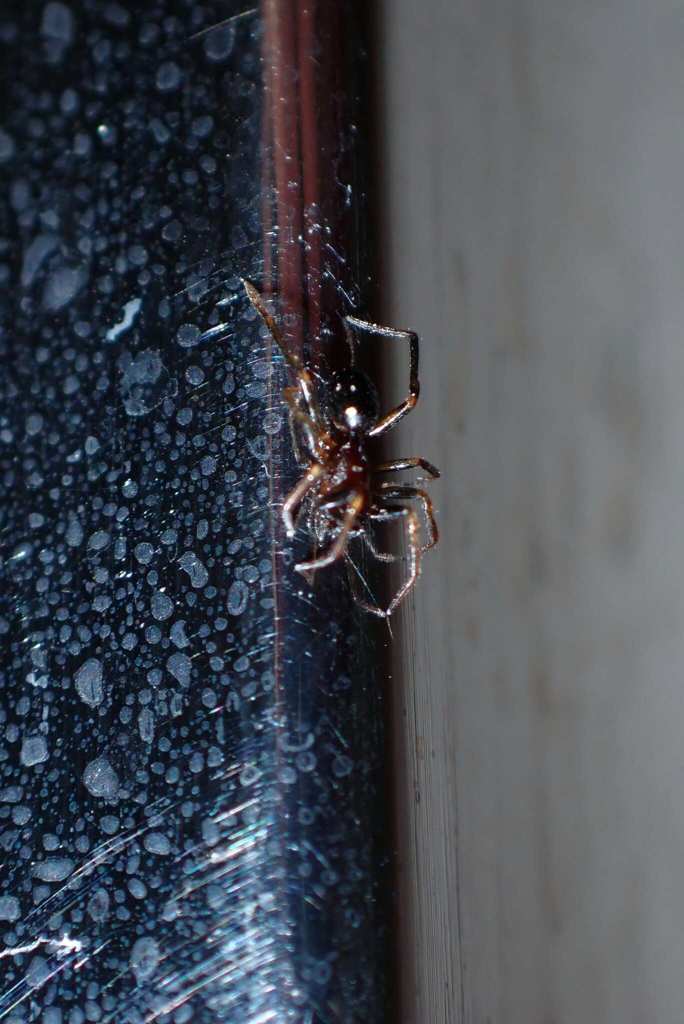 Image of Cobweb weaver