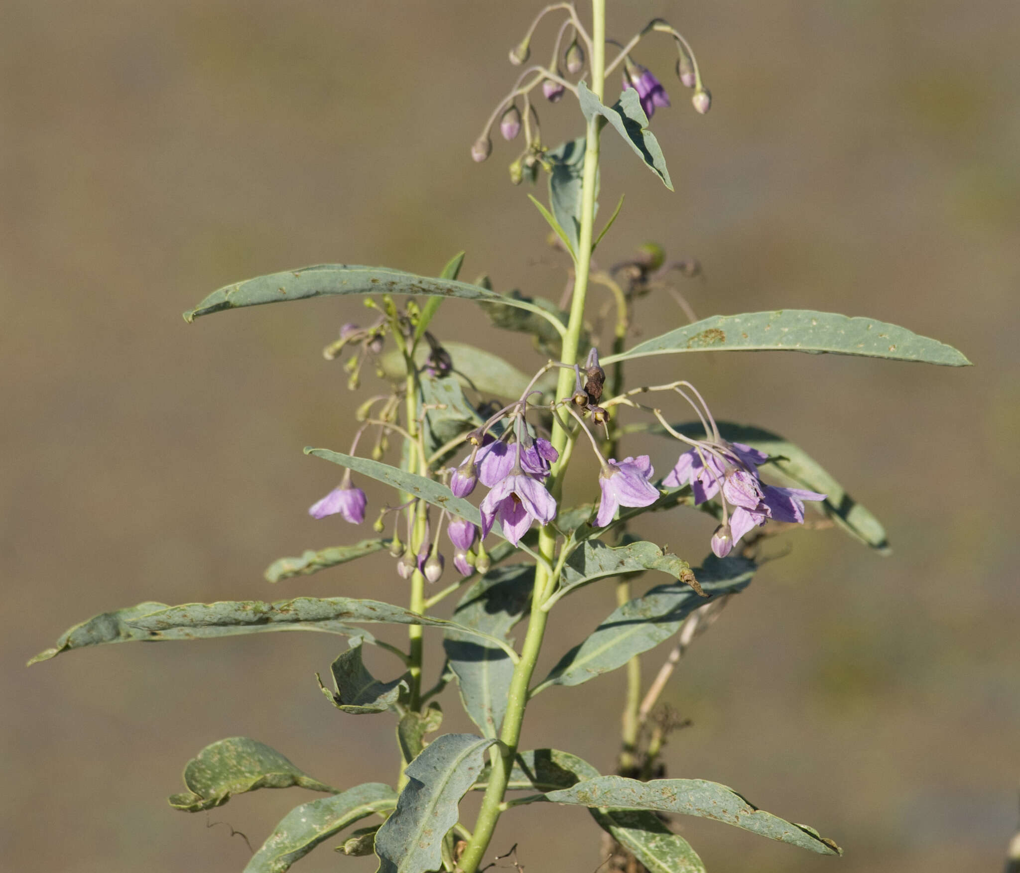 صورة Solanum glaucophyllum Desf.