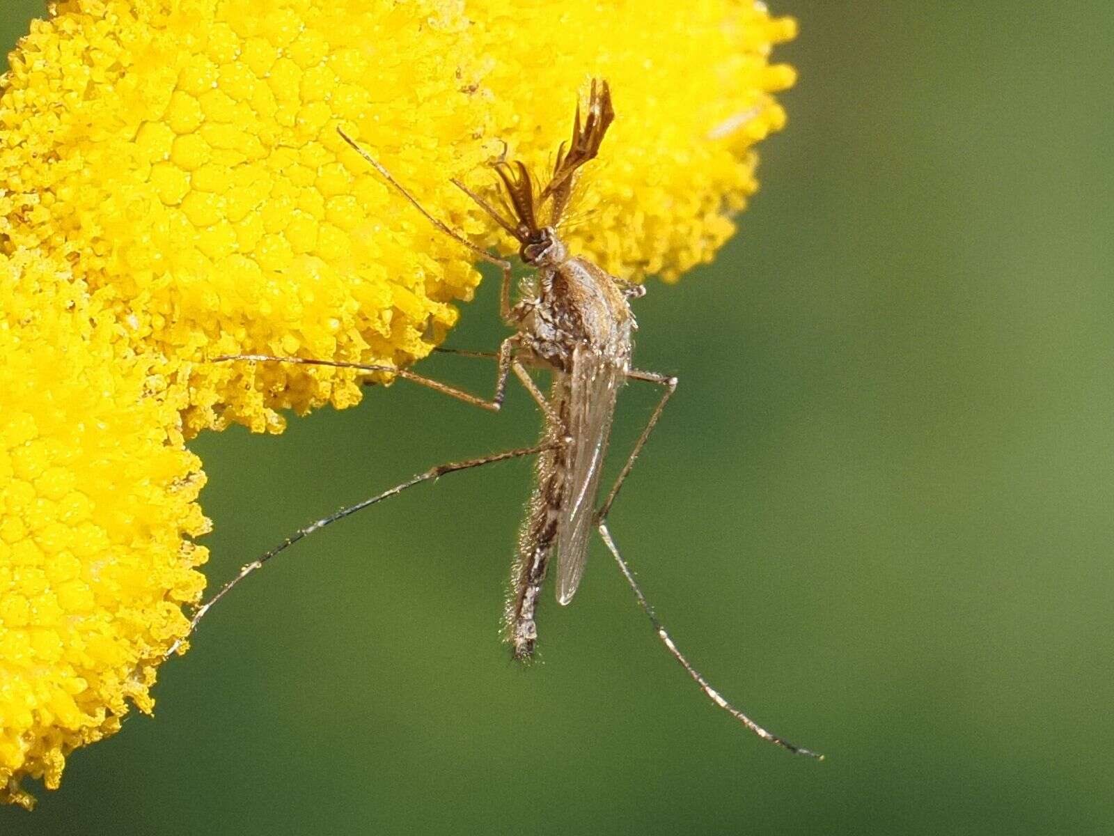 Image of Aedes caspius (Pallas 1771)