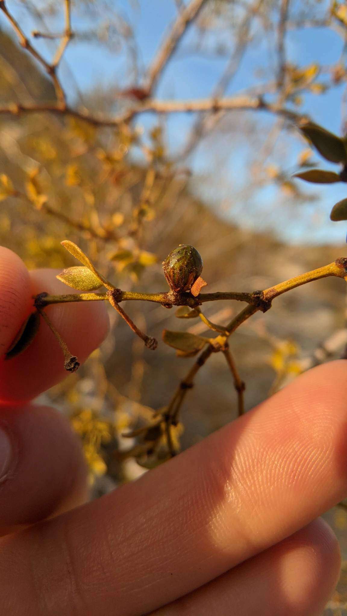 Plancia ëd Asphondylia resinosa Gagne 1990