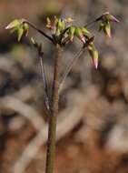 Plancia ëd Oxalis rubricallosa Oberl., Dreyer & Roets