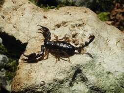 Image of Euscorpius garganicus Caporiacco 1950