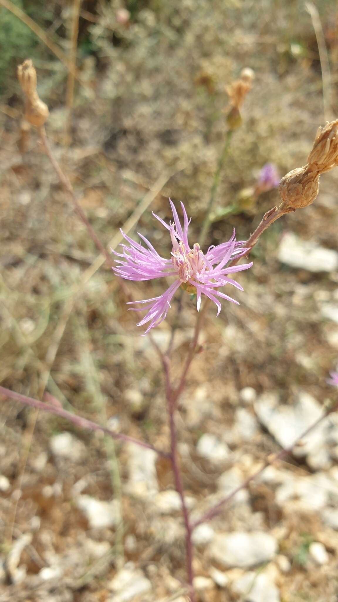 Слика од Centaurea cristata Bartl.