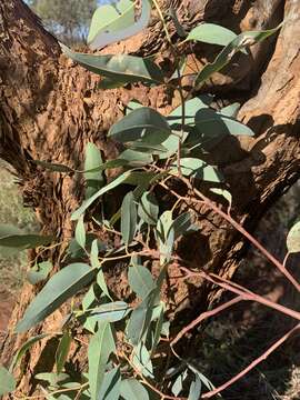 Слика од Eucalyptus similis Maiden