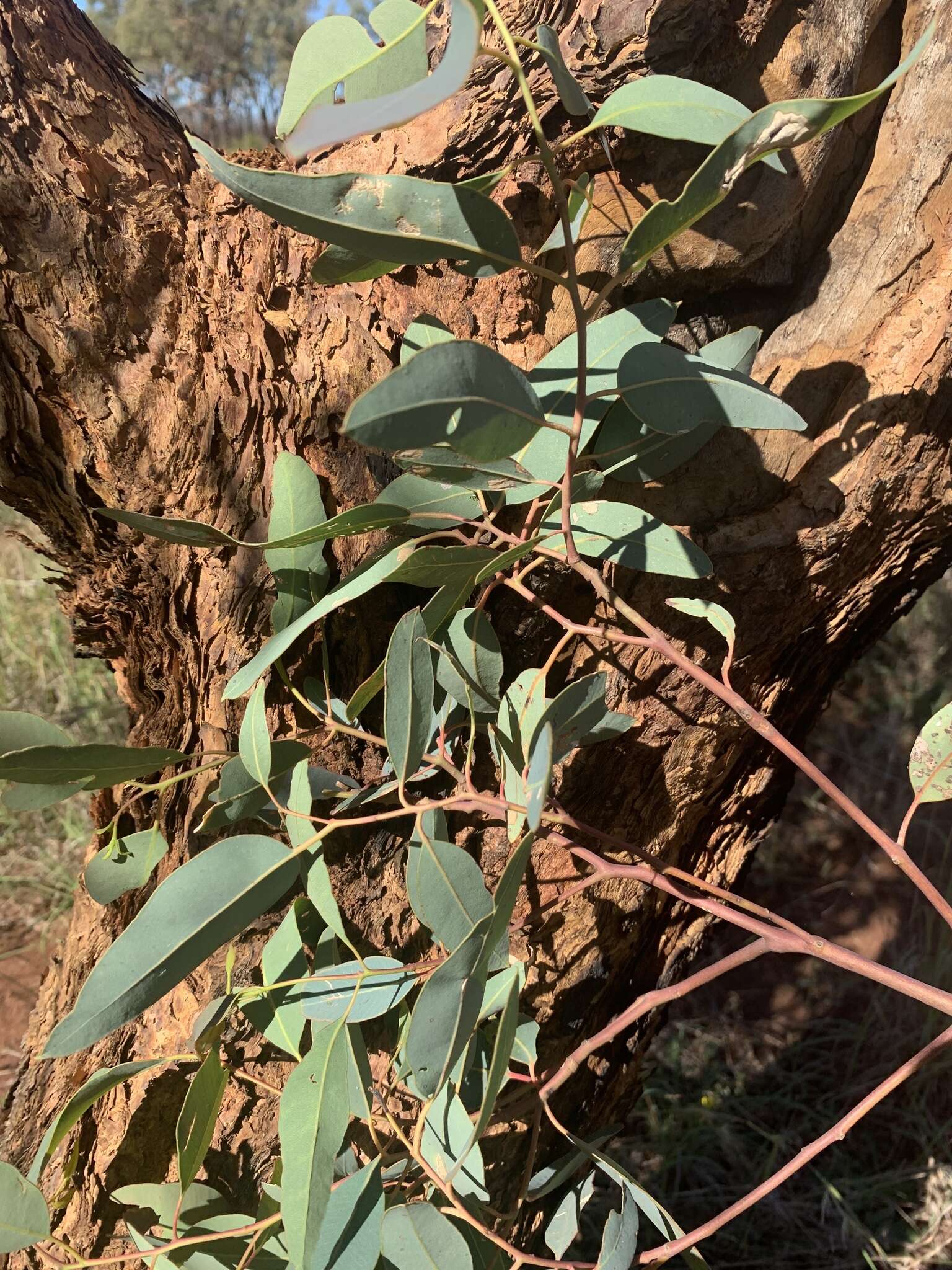 Image of Eucalyptus similis Maiden