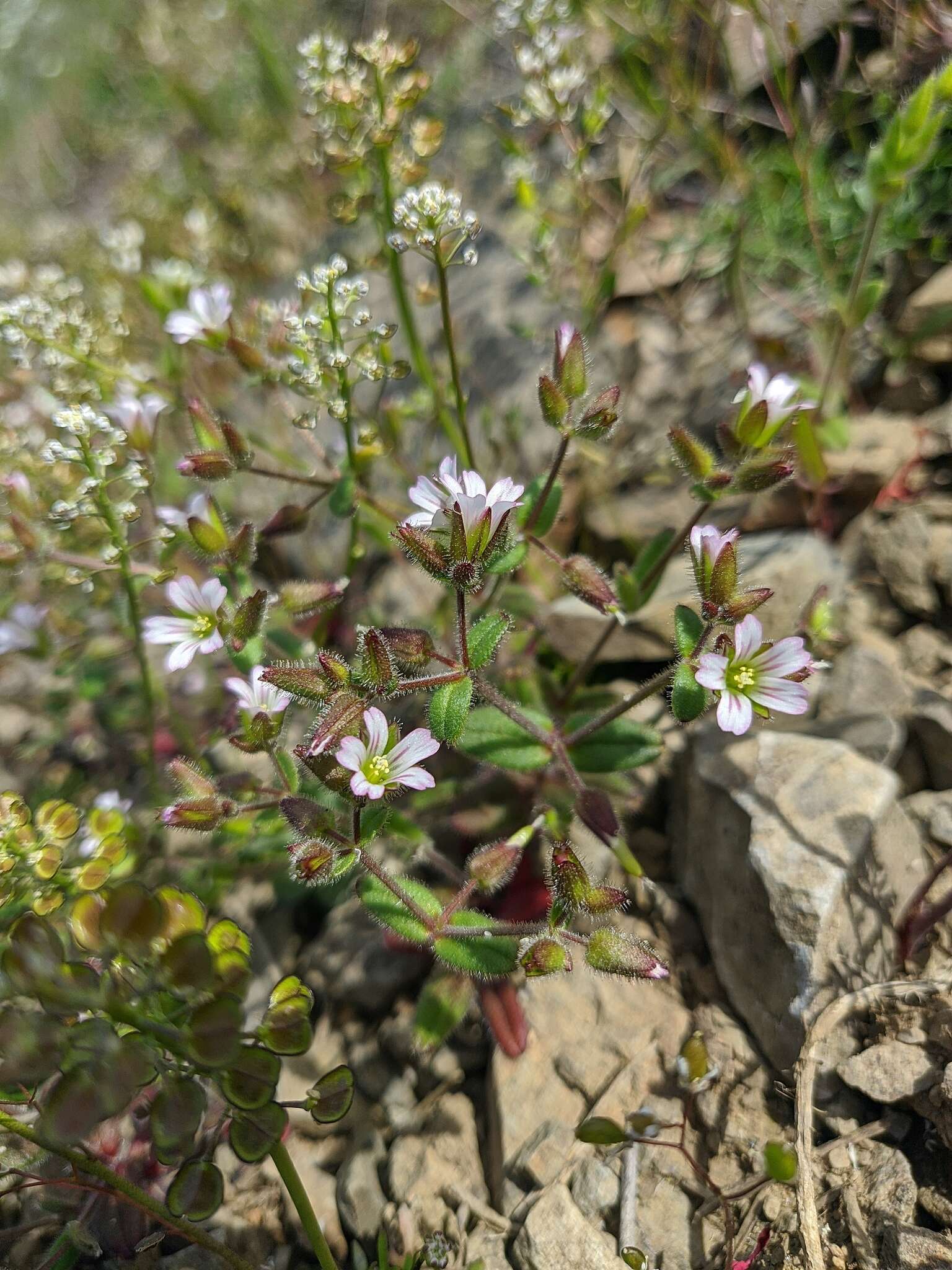 Image of Cerastium ramosissimum Boiss.