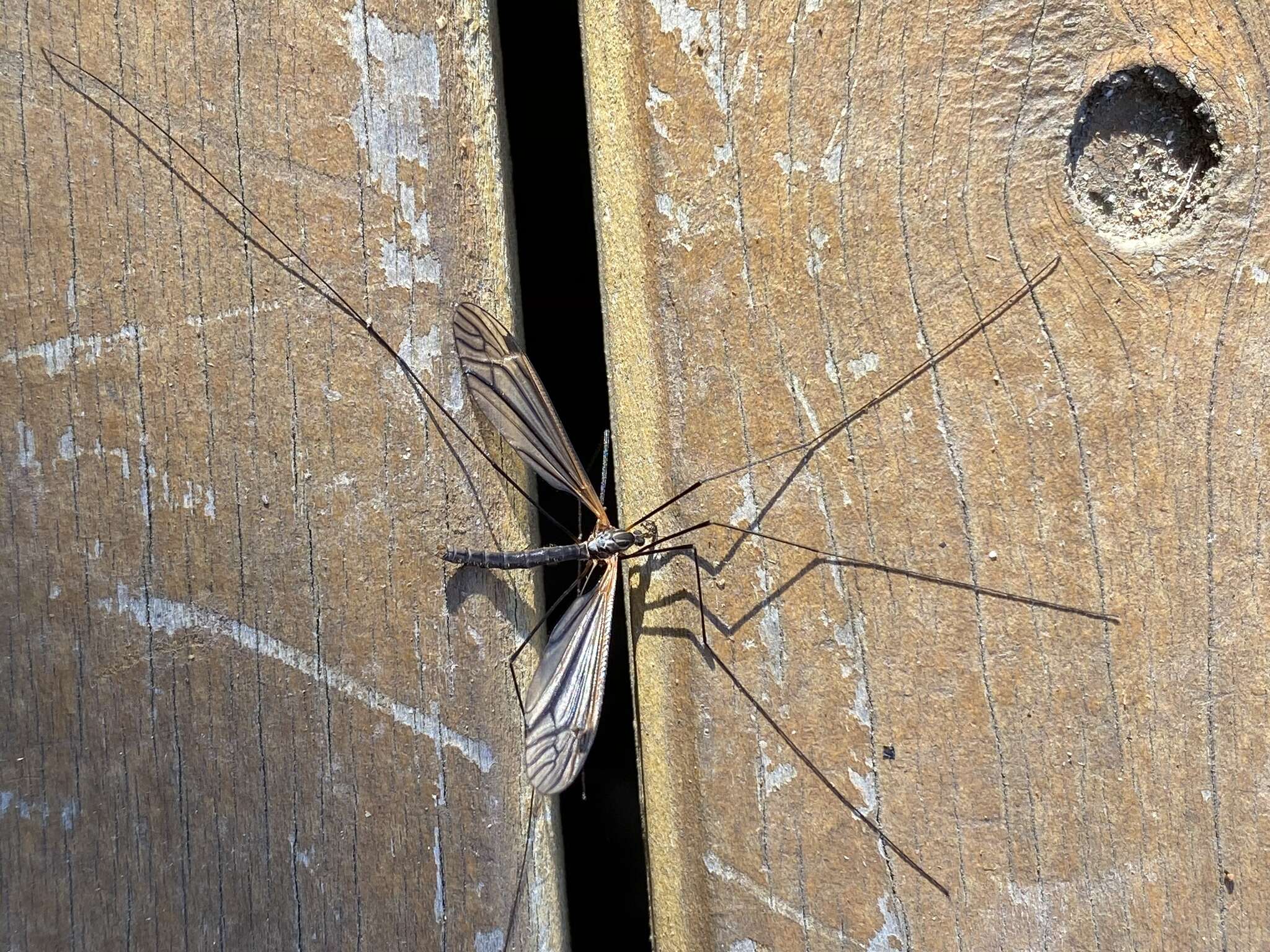 Image of Leptotarsus (Macromastix) luteisubcostatus (Alexander 1934)