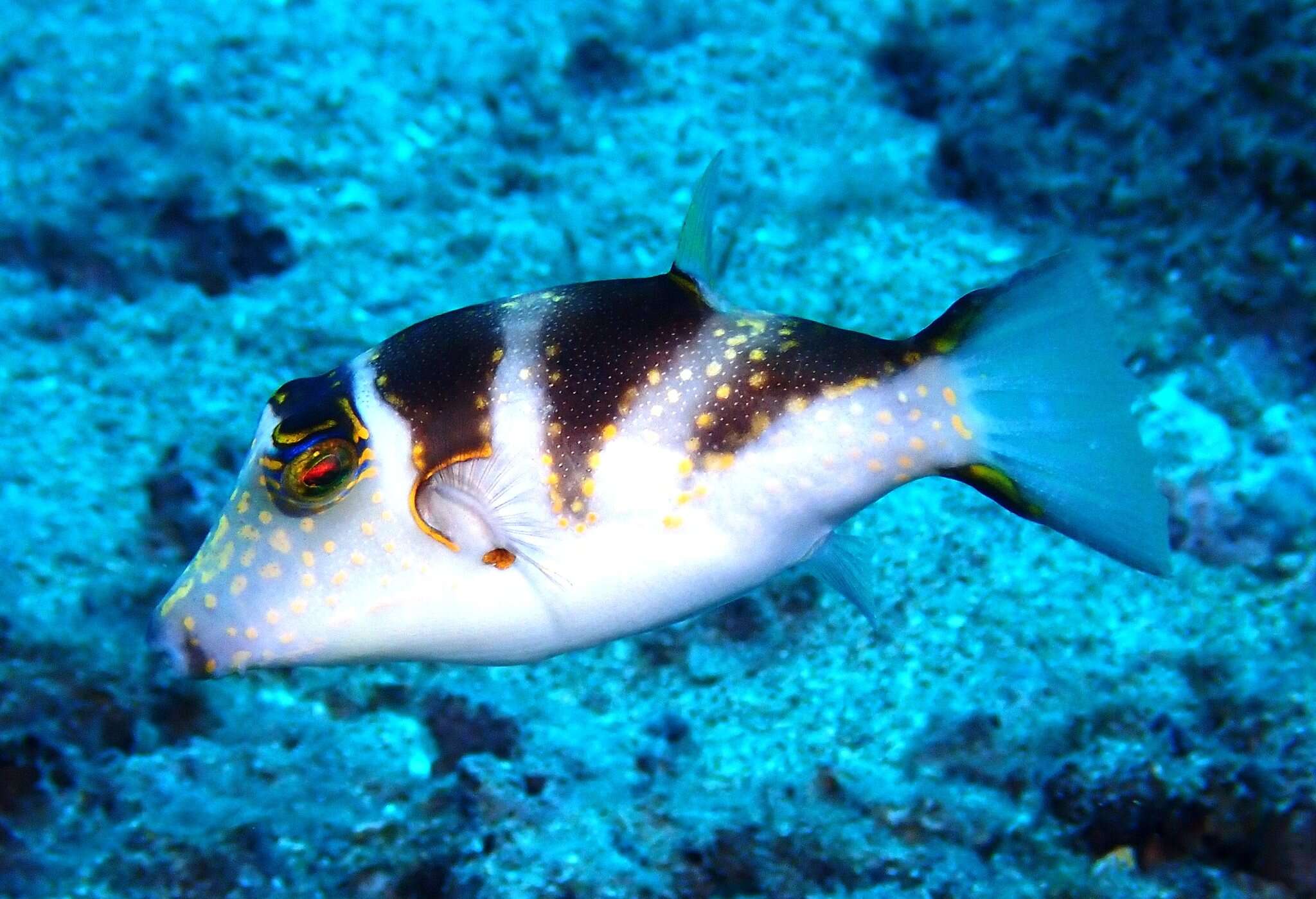 Слика од Canthigaster coronata (Vaillant & Sauvage 1875)