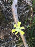 Image of Moraea bituminosa (L. fil.) Ker Gawl.