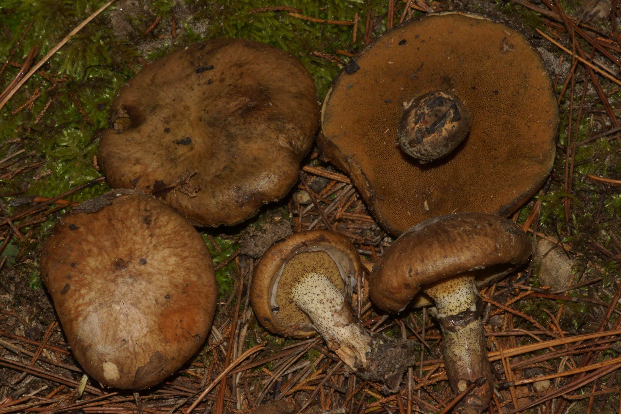 صورة Suillus cothurnatus Singer 1945