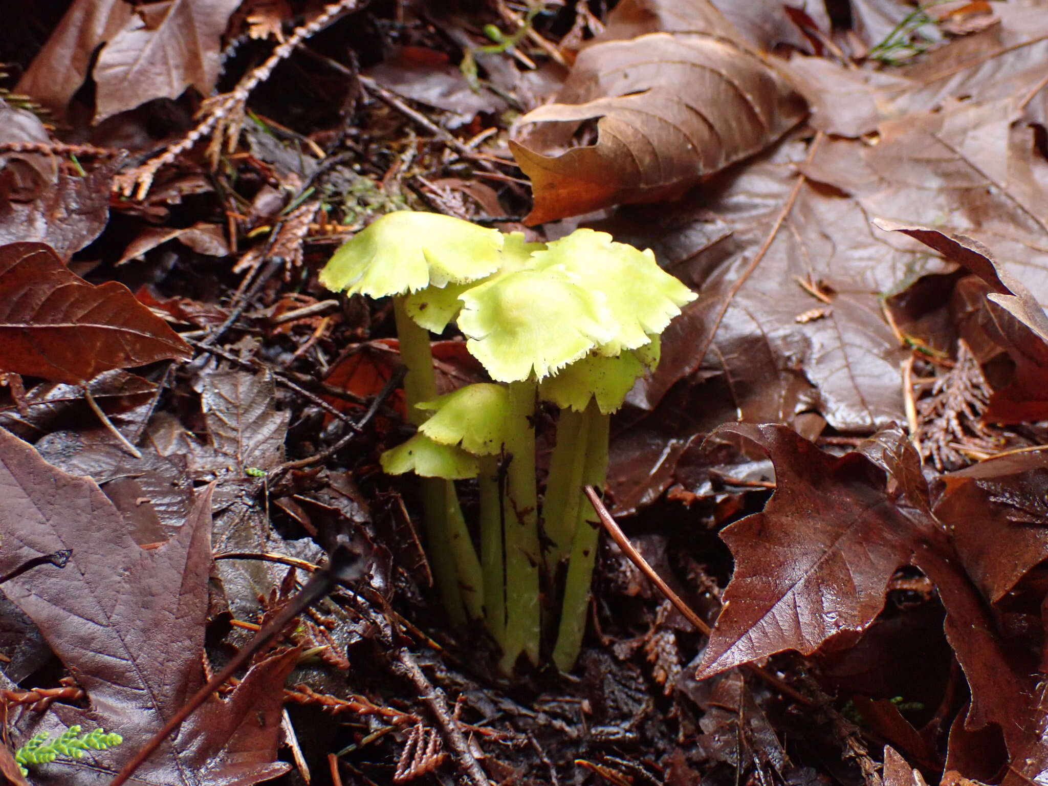 Image of Hygrocybe virescens (Hesler & A. H. Sm.) Montoya & Bandala 2007