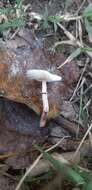 Image of Lepiota lilacea Bres. 1892