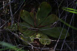 Drosera major的圖片