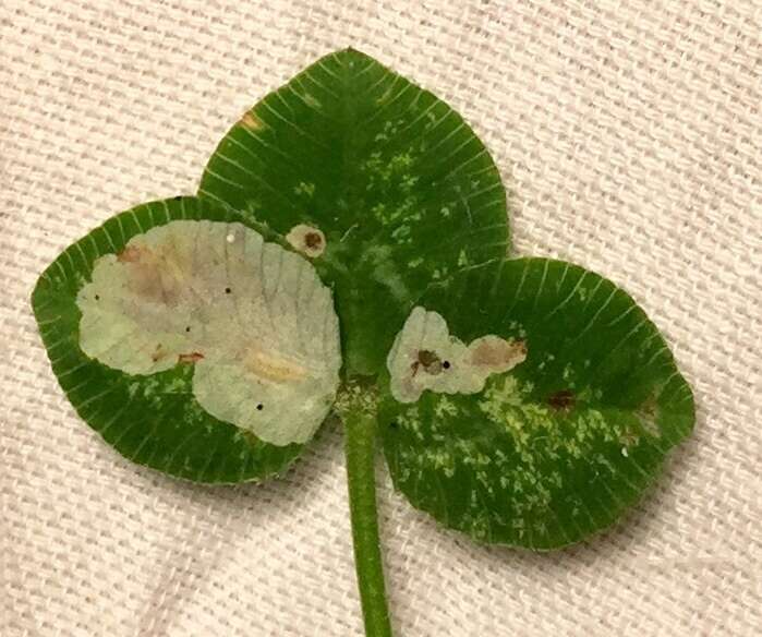 Image of Leaf miner moth