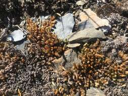 Image of Rocky Mountain spikemoss