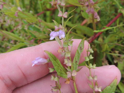 Image of blue skullcap