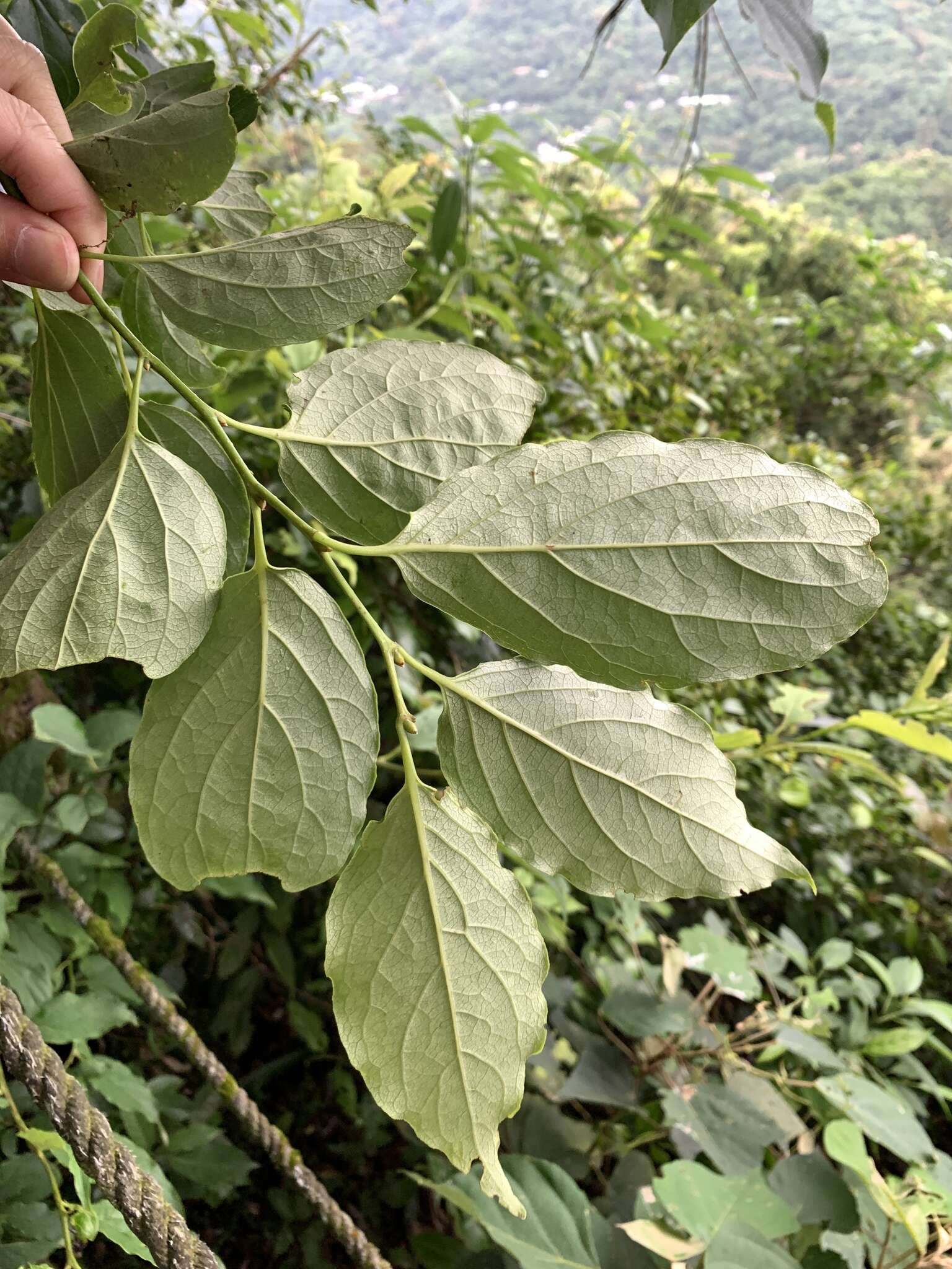 Image of Diospyros oldhamii Maxim.