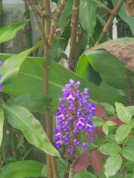 Image of Blue ginger