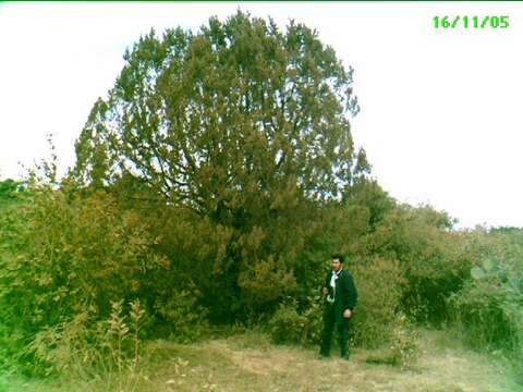 Juniperus coahuilensis (Martínez) Gaussen ex R. P. Adams resmi