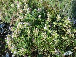 Image of Thymus collinus M. Bieb.