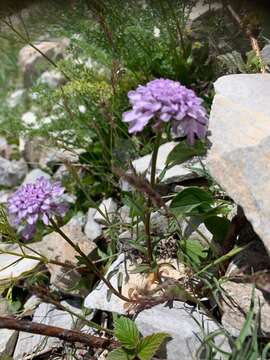 Image of Iberis aurosica subsp. aurosica