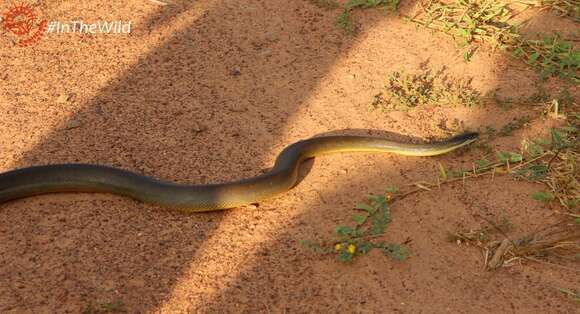 Image of Brown water python