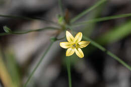 Sivun Triteleia ixioides subsp. cookii (Hoover) L. W. Lenz kuva