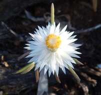 Image of Satin Everlasting