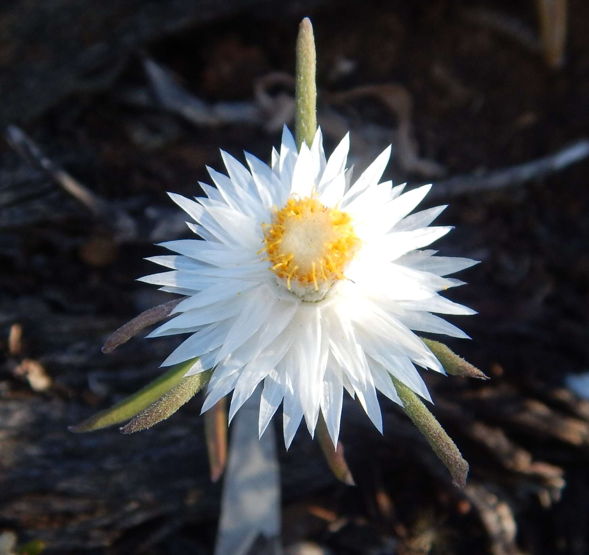 Слика од Helichrysum leucopsideum DC.