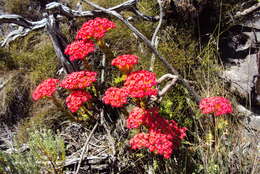 Image of Crassula coccinea L.