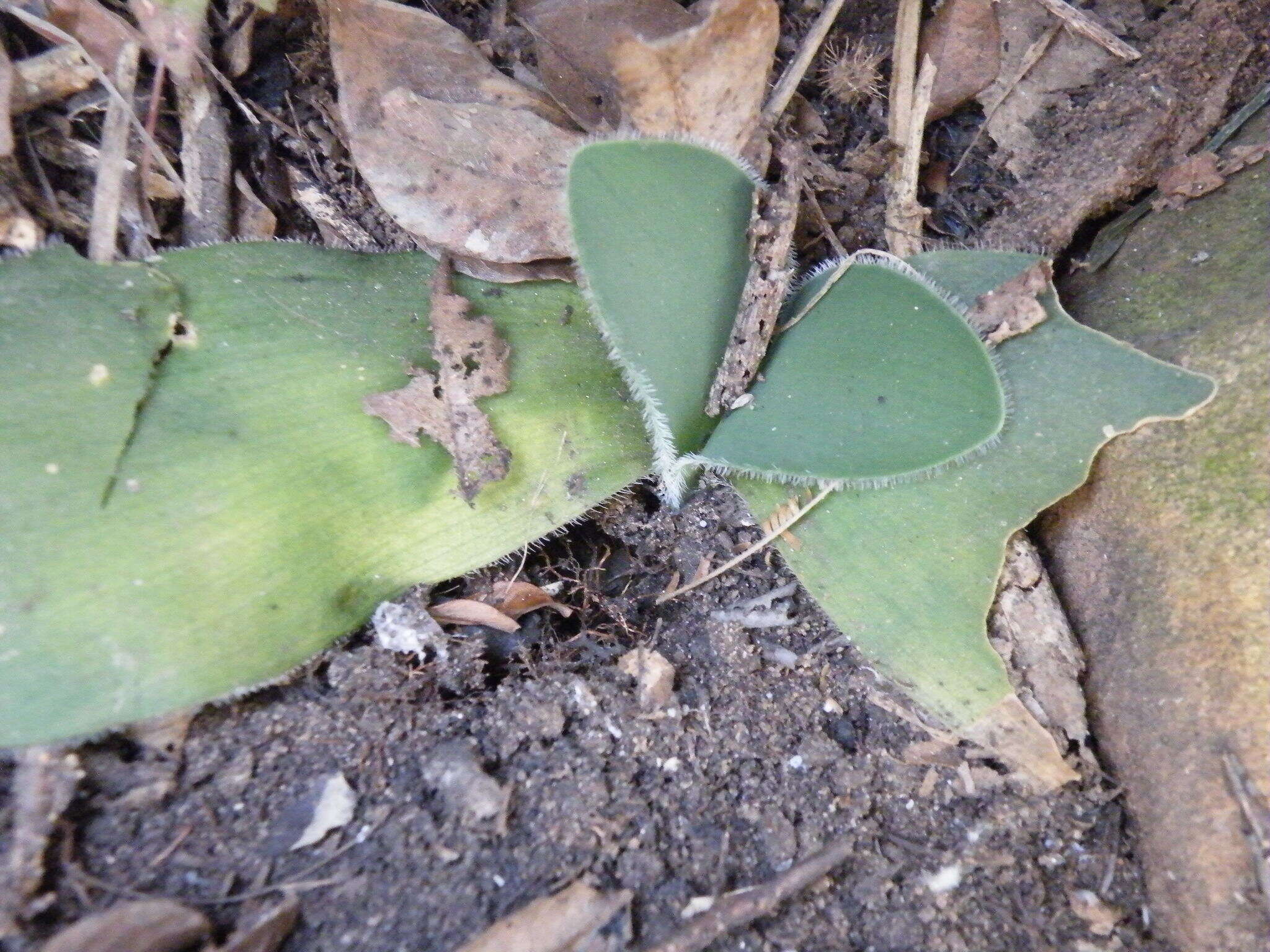 Imagem de Haemanthus humilis Jacq.