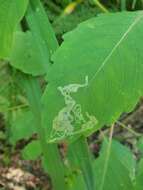 Image of Jewelweed Leafminer