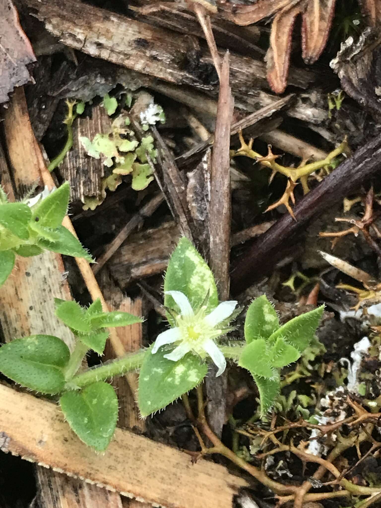 Image of Orianthera serpyllifolia (R. Br.) C. S. P. Foster & B. J. Conn