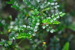 Imagem de Zanthoxylum beecheyanum K. Koch