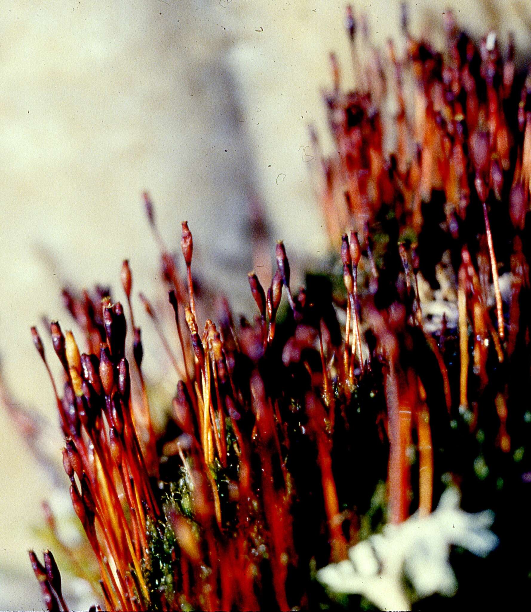 Image of Black fruited stink moss