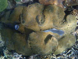 Image of Giant Clam