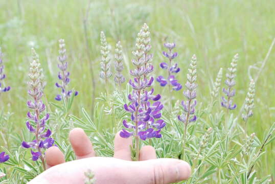 Imagem de Lupinus arbustus Lindl.