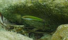 Image of Brownfield&#39;s wrasse