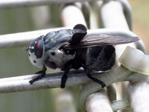 Cuterebra buccata (Fabricius 1775) resmi