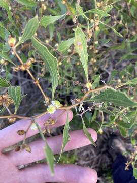 Image of Hakea anadenia Haegi