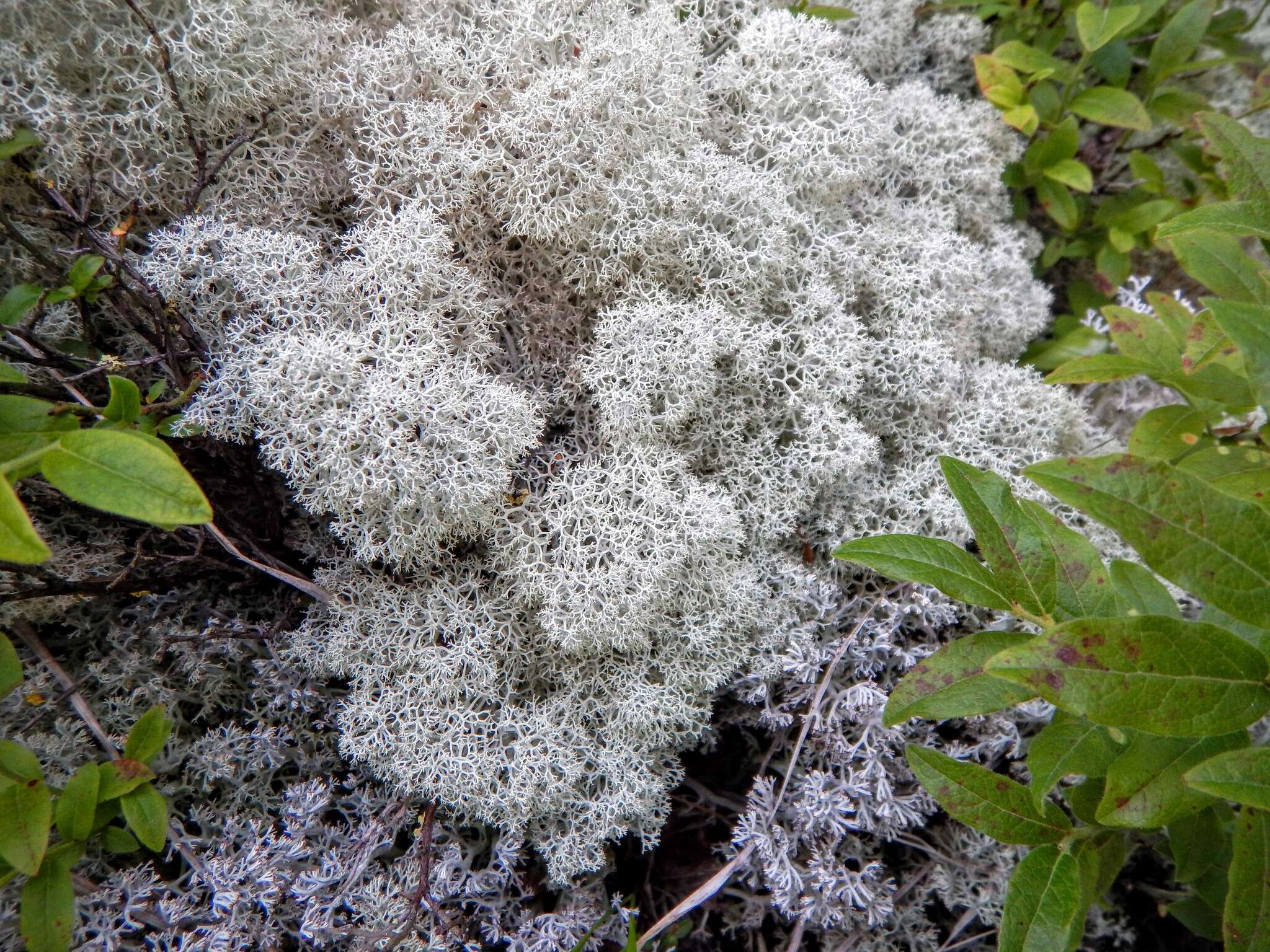 Image of star reindeer lichen