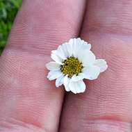 Achillea oxyloba subsp. schurii (Sch. Bip.) Heimerl resmi