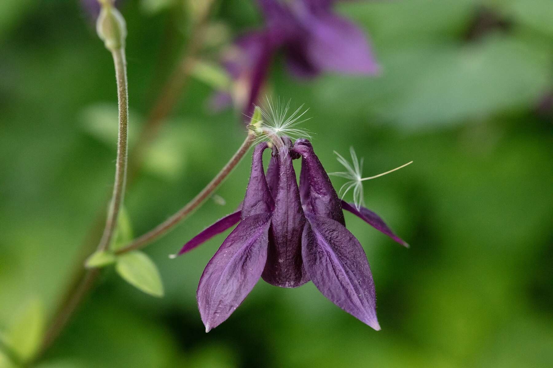 Image of Aquilegia atrovinosa M. Pop. ex Gamajun.