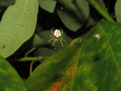 Image of Araneus guttulatus (Walckenaer 1841)